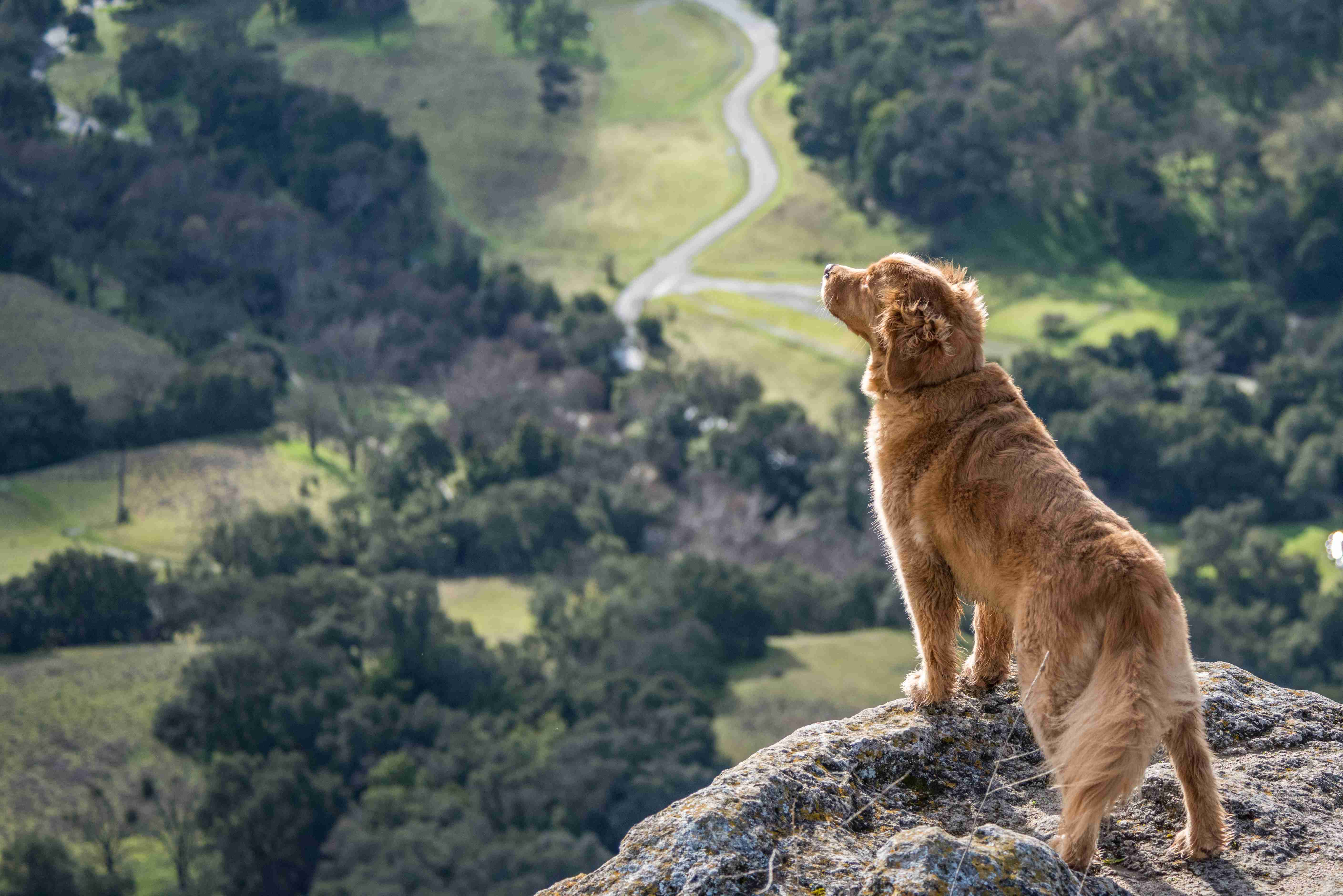 Golden Retrievers and Hypothyroidism: Recognizing the Symptoms
